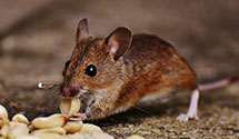 24 Hour & Emergency Exterminators in Kittery Point, ME